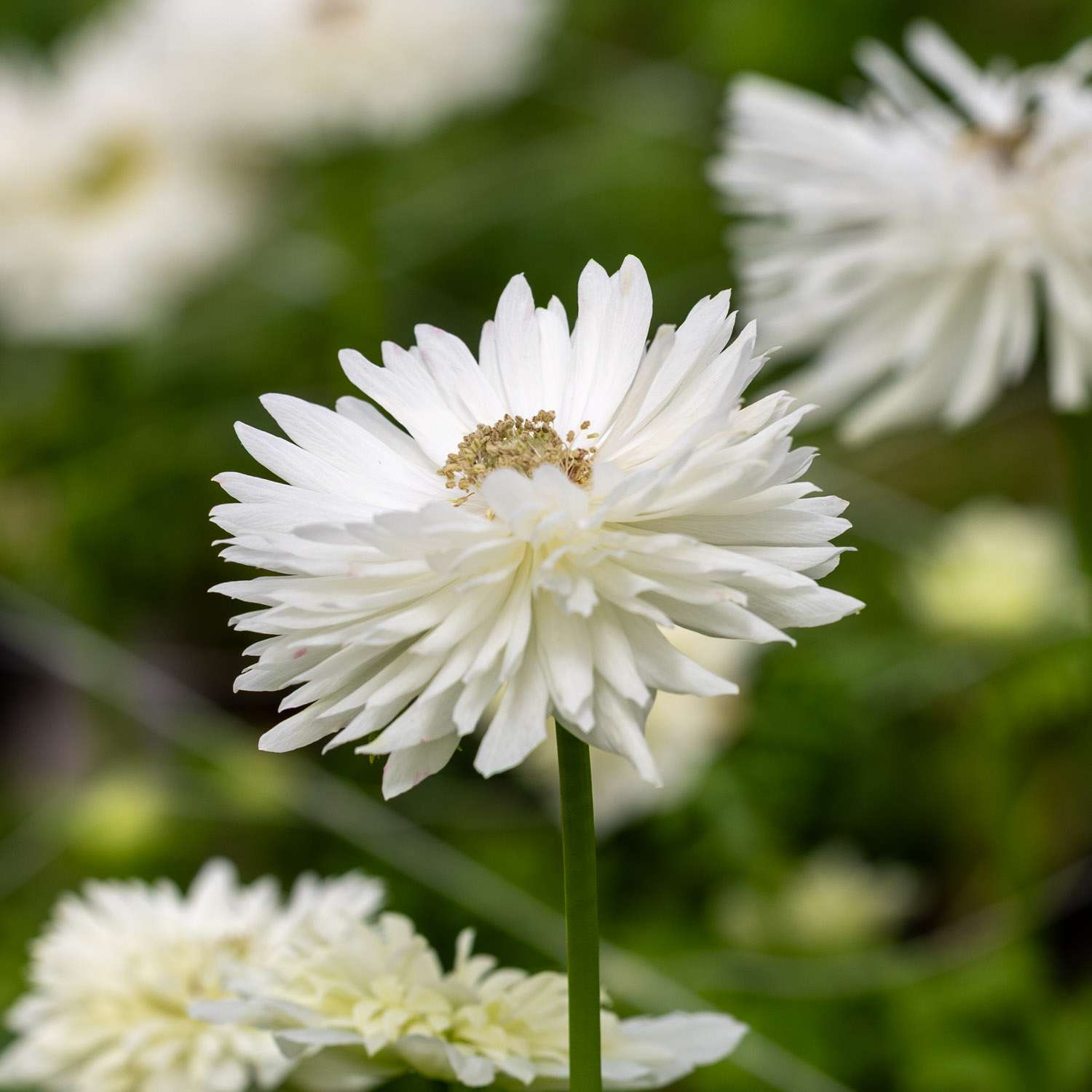 Anemone 'Levante® Bianco' - Anemone